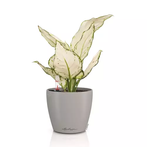 Aglaonema w donicy Lechuza Classico Color 12 w kolorze piaskowego brązu